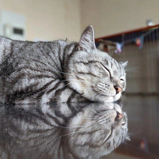 MIXサバトラの平井令王レオくん