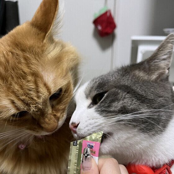 フードをなめる茶々丸ちゃん