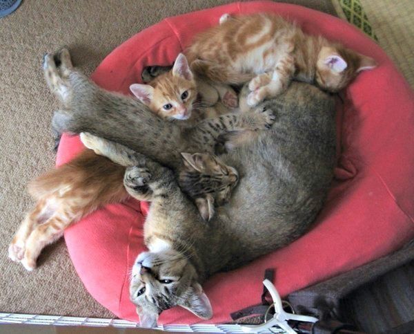 寄り添うアビーちゃん・なるとくん・ちくわくん・つみれくん