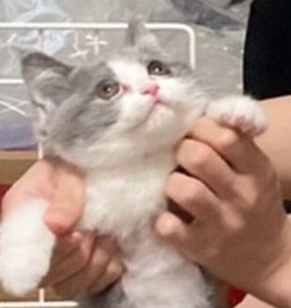 おもしろい表情をするおもちちゃん