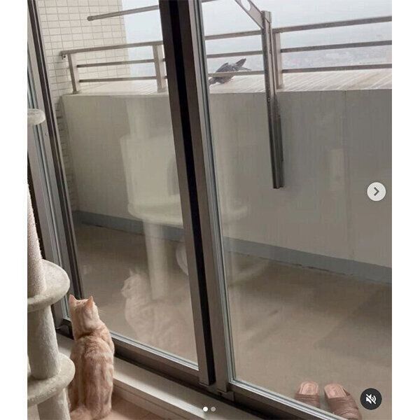 鳩を見て大興奮するナツちゃん