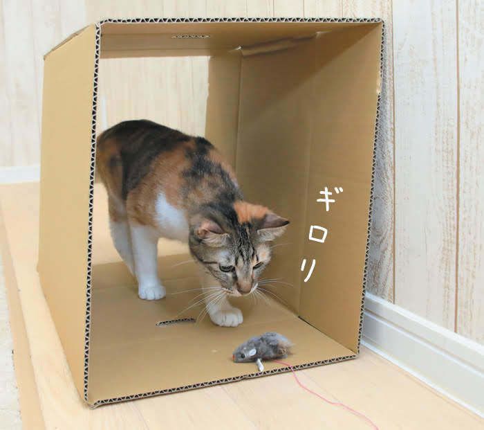 2018年9月号「ねこのきもち」