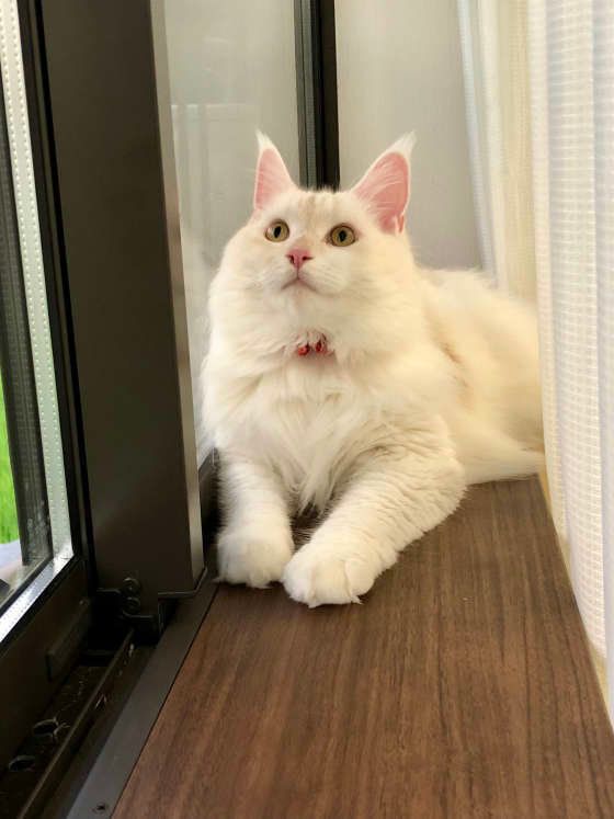 モモ  メインクーン