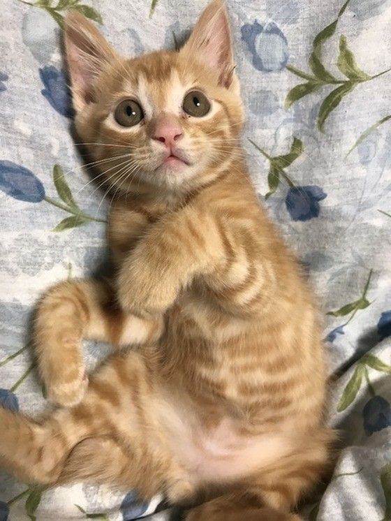 茶トラのチャチャくん