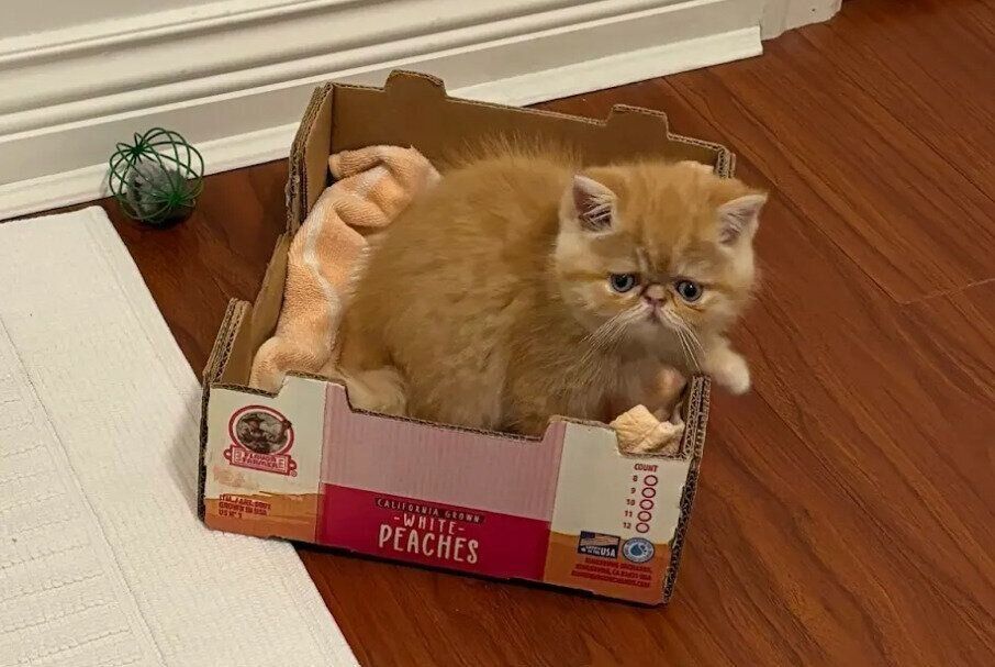 生後2カ月のエキゾチックショートヘア
