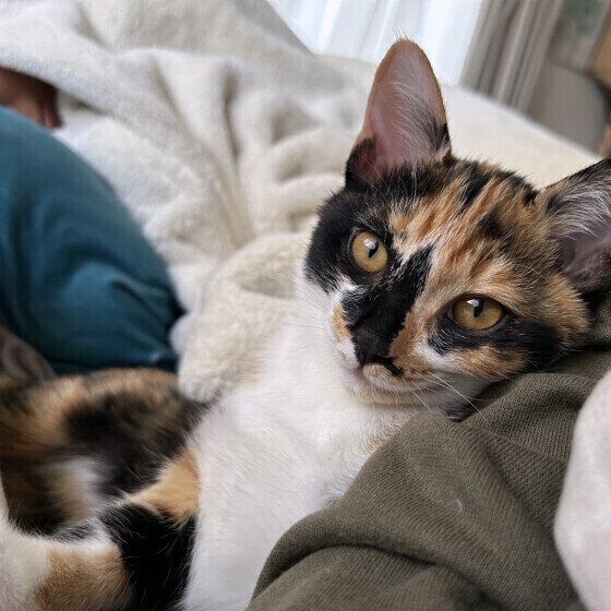 飼い主さんにくっつくケイちゃん