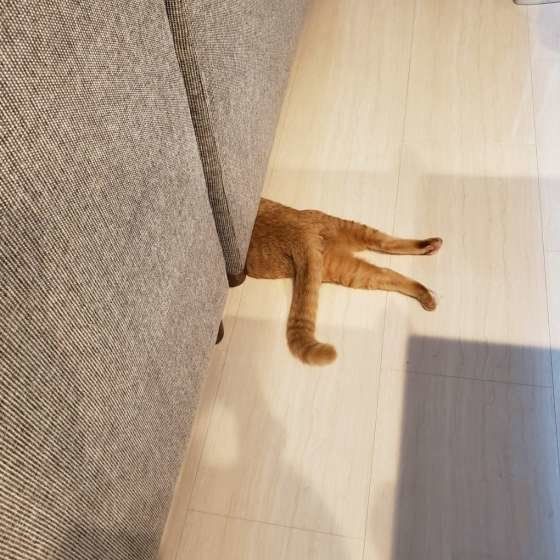 隠れる猫
