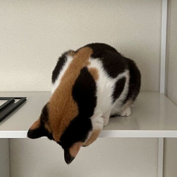 後頭部が愛らしいおあげちゃん