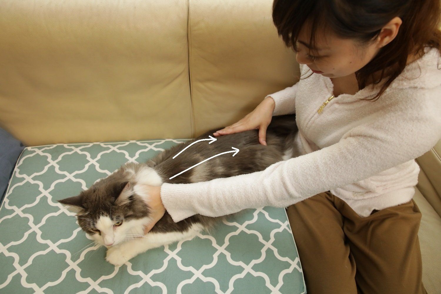 画像／「ねこのきもち」2018年11月号