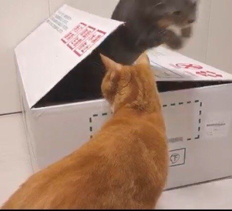 ニャンコにとって箱はワンダーランド