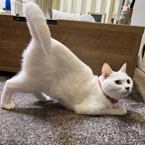 お尻をなでられるのを待つ白猫