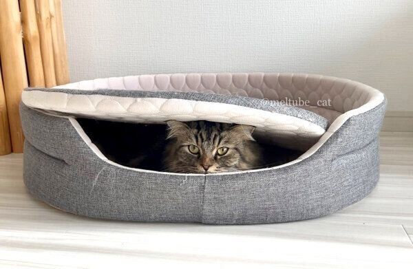 クッションをお布団にしがちなメルくん