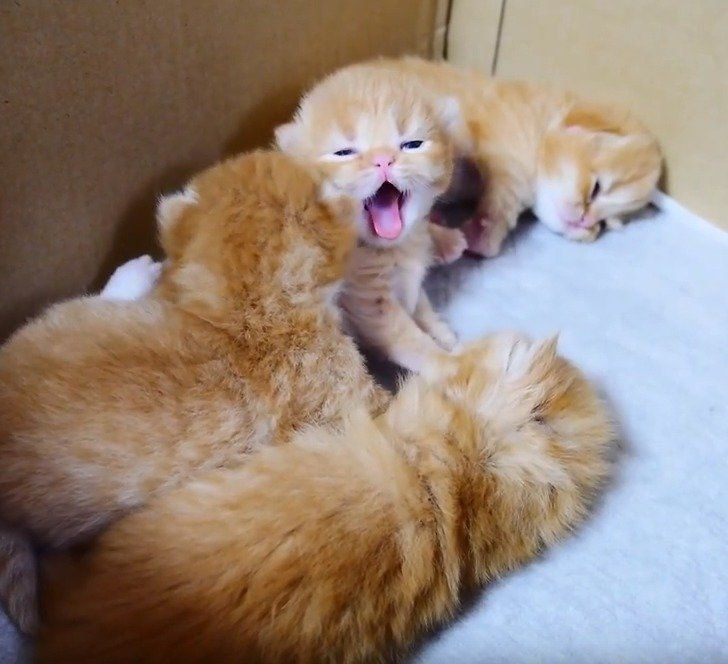 あくびするマンチカンの子猫