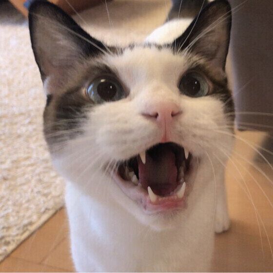 お腹が減った藍太郎くん