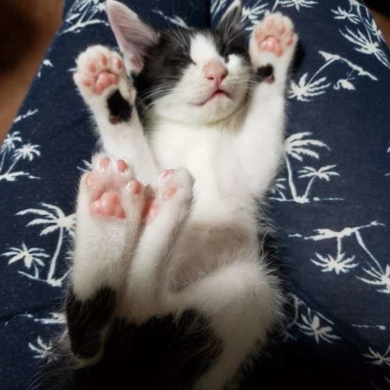 眠っている子猫