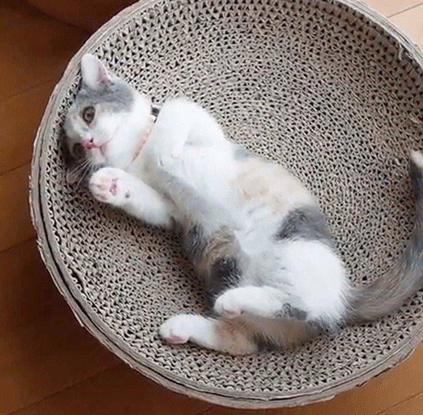 ゴロゴロするマンチカン