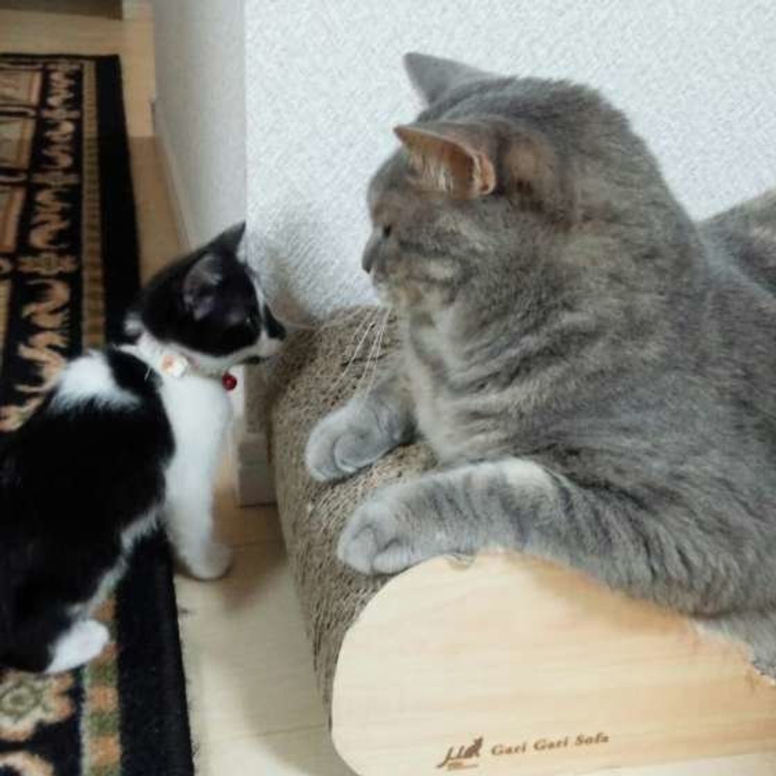 多頭飼いなら知っておきたい 仲が良い 良くない猫同士が見せる行動とは ねこのきもちweb Magazine 多頭飼いなら知っておきたい 仲が良い 良くない猫同士が見せる行動とは ねこのきもちweb Magazine
