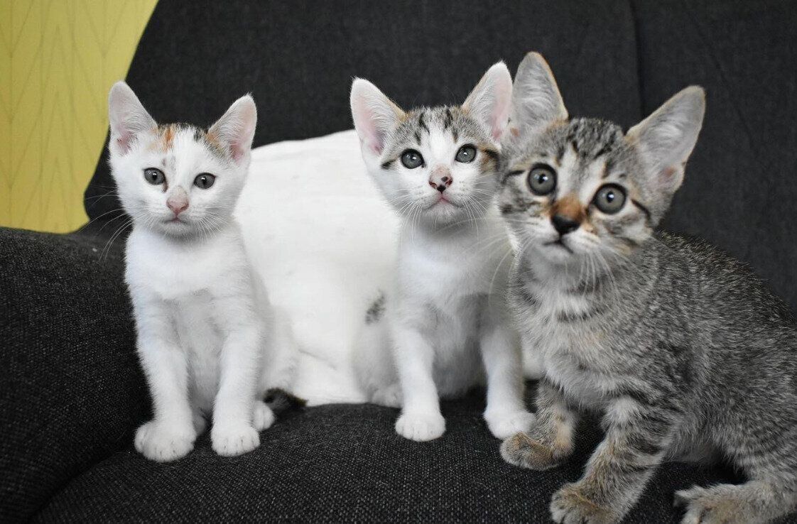 ナナコちゃんの子猫、写真左からいくらちゃん・とろくん・うにちゃん