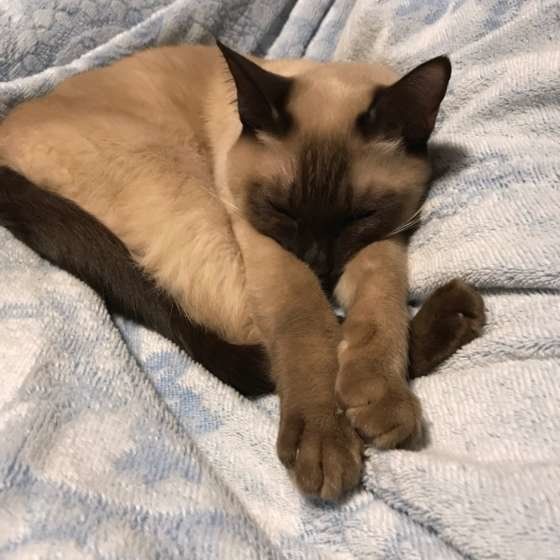 手を伸ばして寝るトンキニーズ