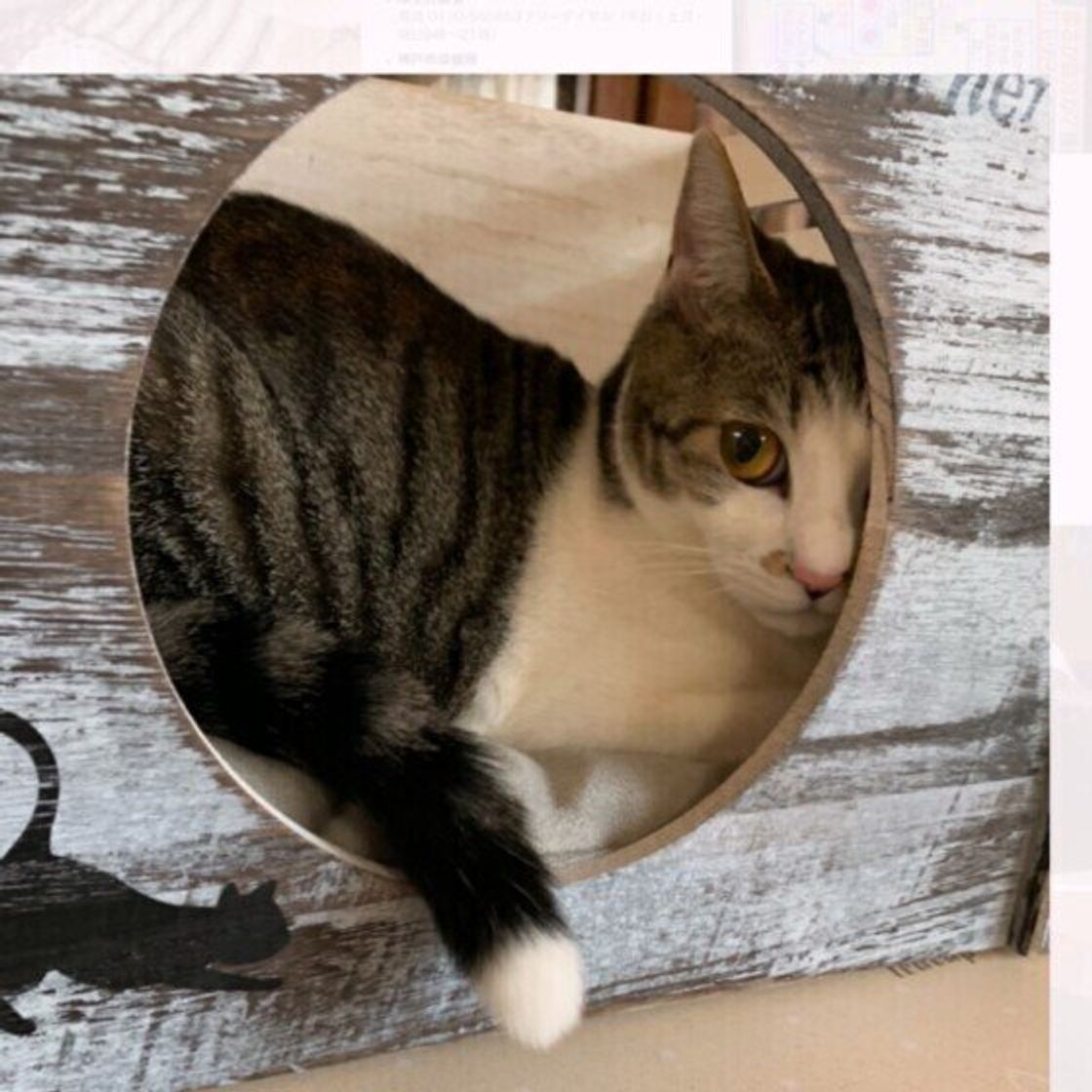 猫の 反省していない ように見える態度のホントの理由 ねこのきもちweb Magazine 猫の 反省していない ように見える態度のホントの理由 ねこのきもちweb Magazine