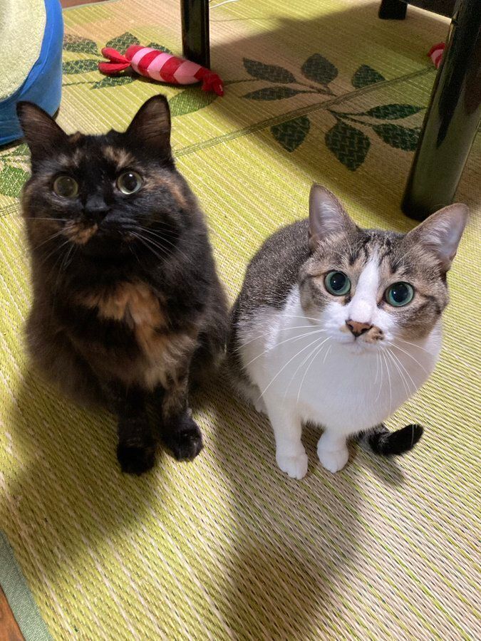 飼い主を見る2匹の猫