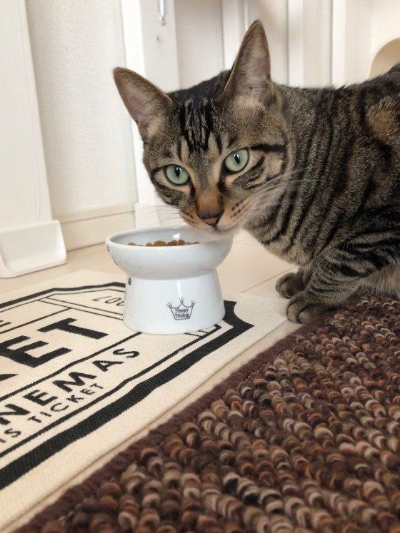 ご飯中、MIXキジトラの青葉