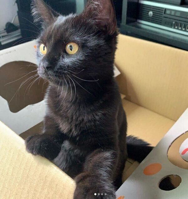 箱の中に入る空ちゃん