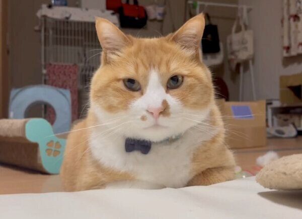 見つめるさんてくん