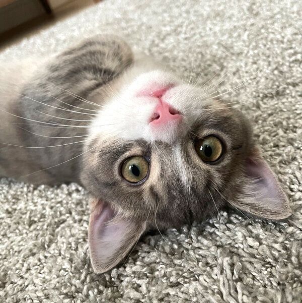 寝転がるしらすくん