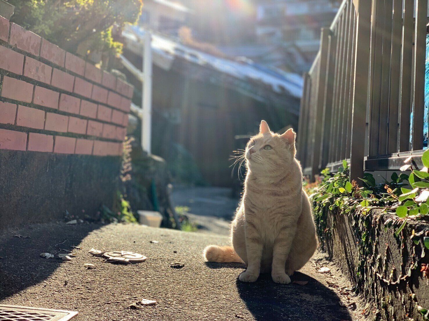 写真提供／nfs cats
