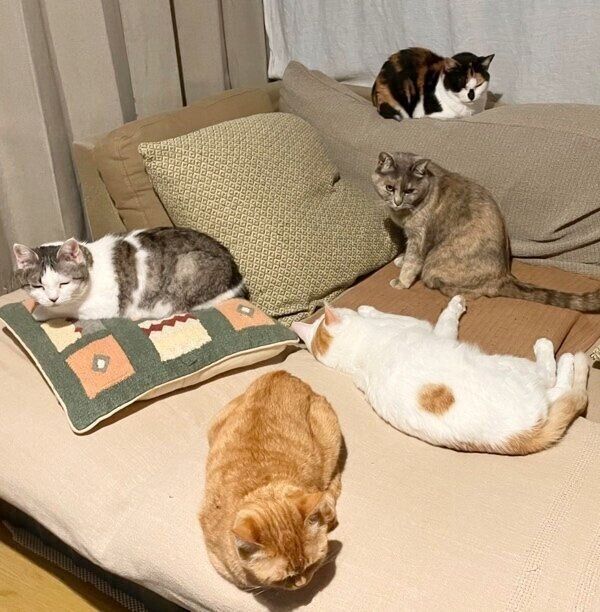 5匹の猫が大集合！