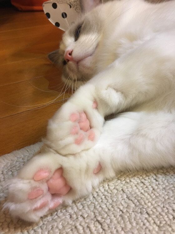 ラグドールのピンク色の肉球