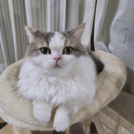 ミヌエットのラテちゃん