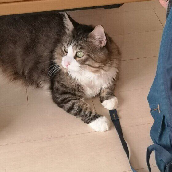 メインクーンの銀次郎ちゃん