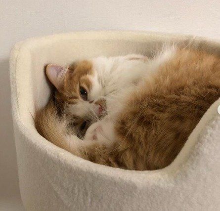 丸まって寝るマンチカンのちーちゃん