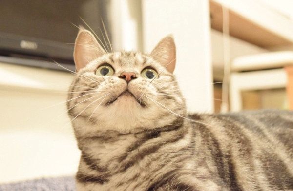 猫のこまちちゃん