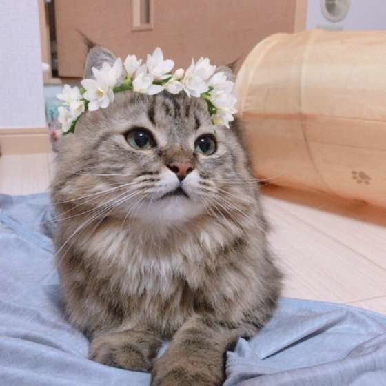 ラガマフィンのシェリーちゃん