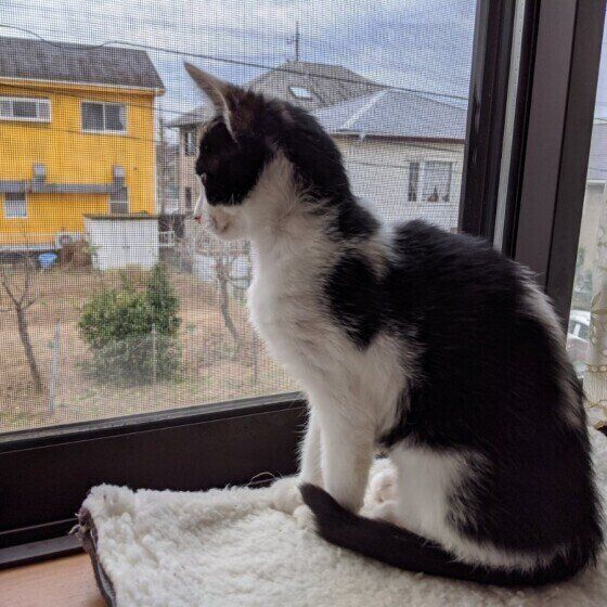 外をみつめる茉莉花