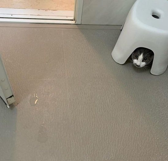 お風呂の椅子の下に隠れる猫