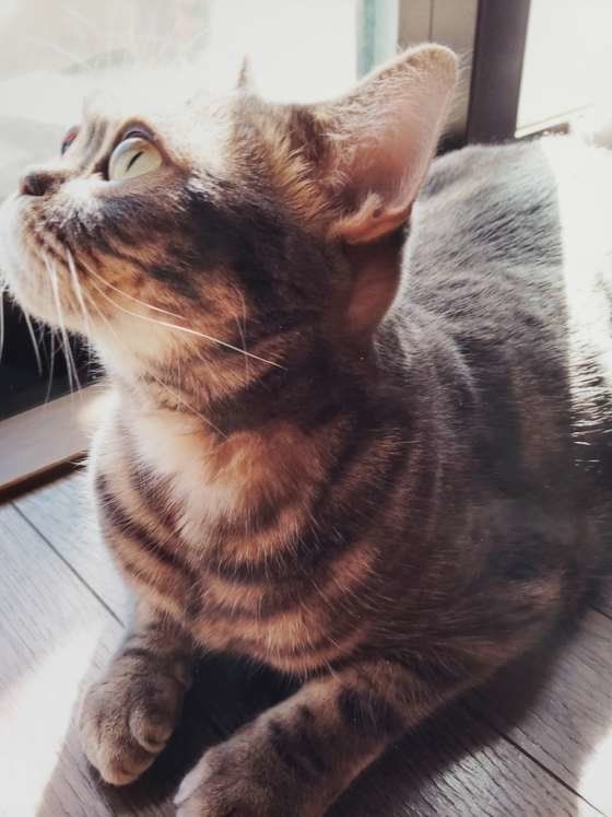 ディアくん アメリカンショートヘア