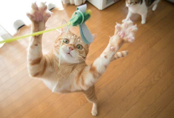 猫じゃらしにとびつく茶トラ