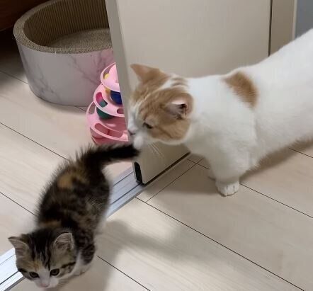 お尻のニオイを嗅ぐ猫