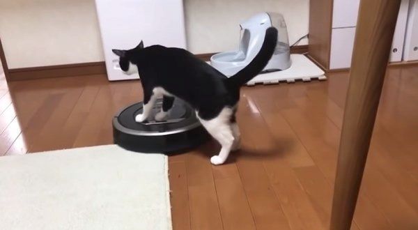 ルンバに乗る猫
