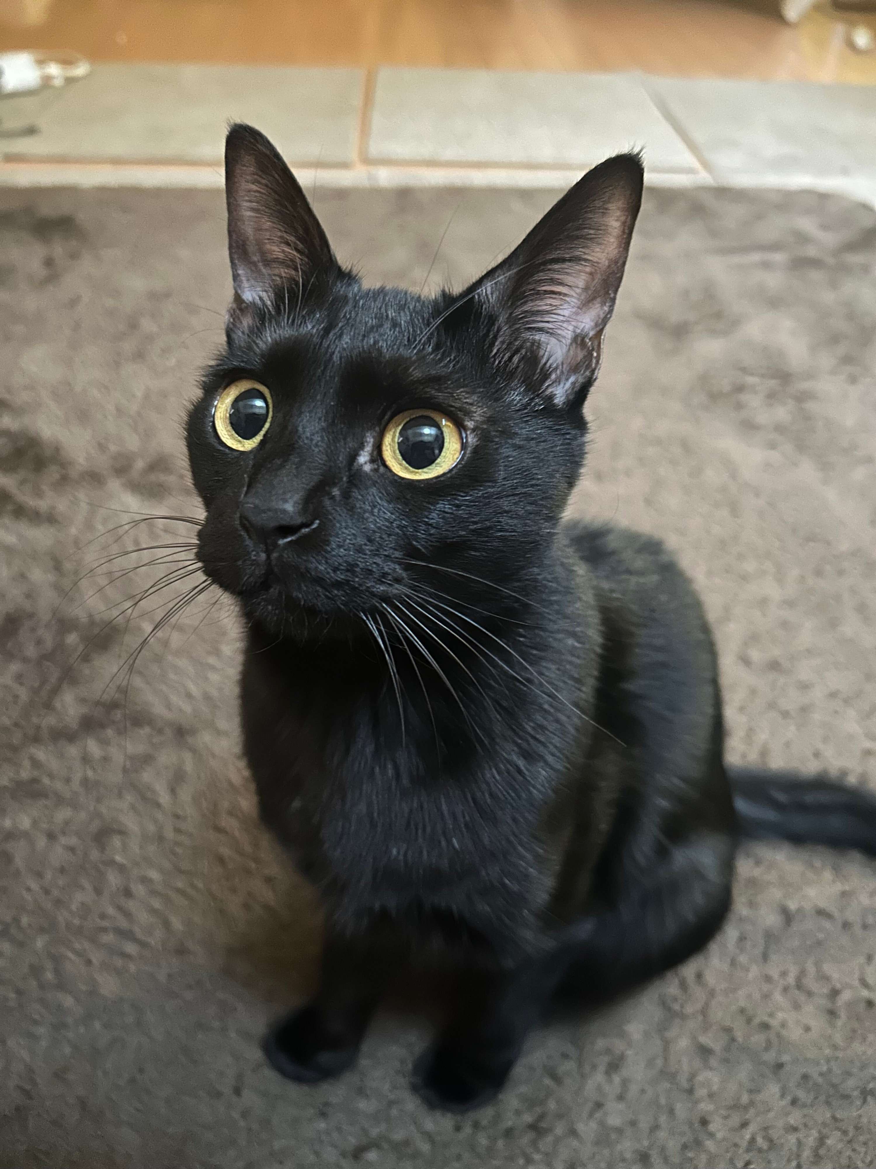 上の方を見る猫