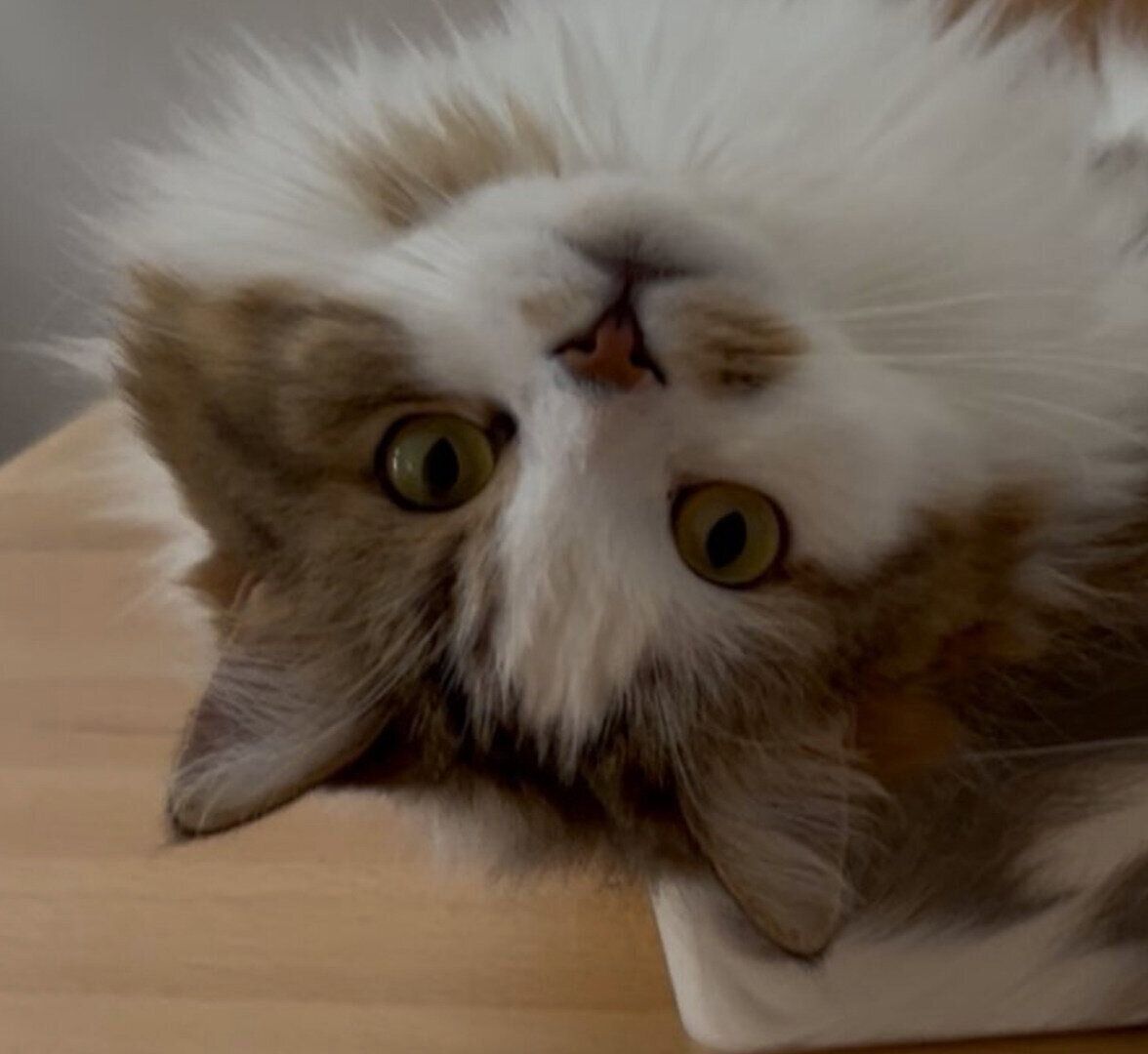 すごい体勢で見てくるこむぎくん