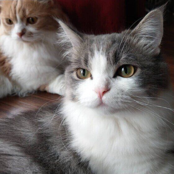 オレオくん（マンチカン・ロングヘア）