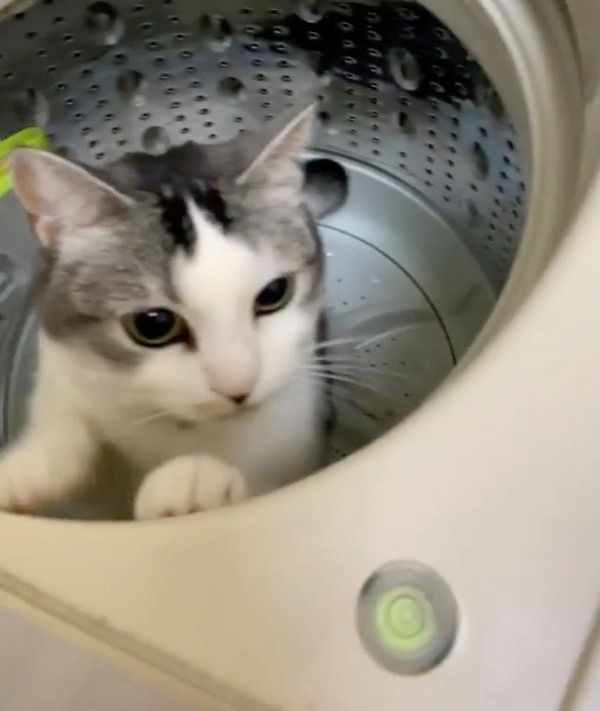 洗濯機に隠れるマンチカン