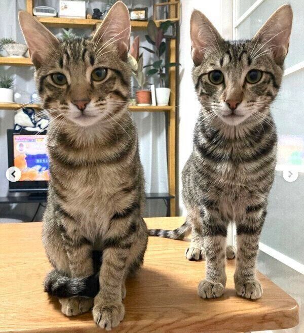 見つめるユンユンくんとヤンヤンくん