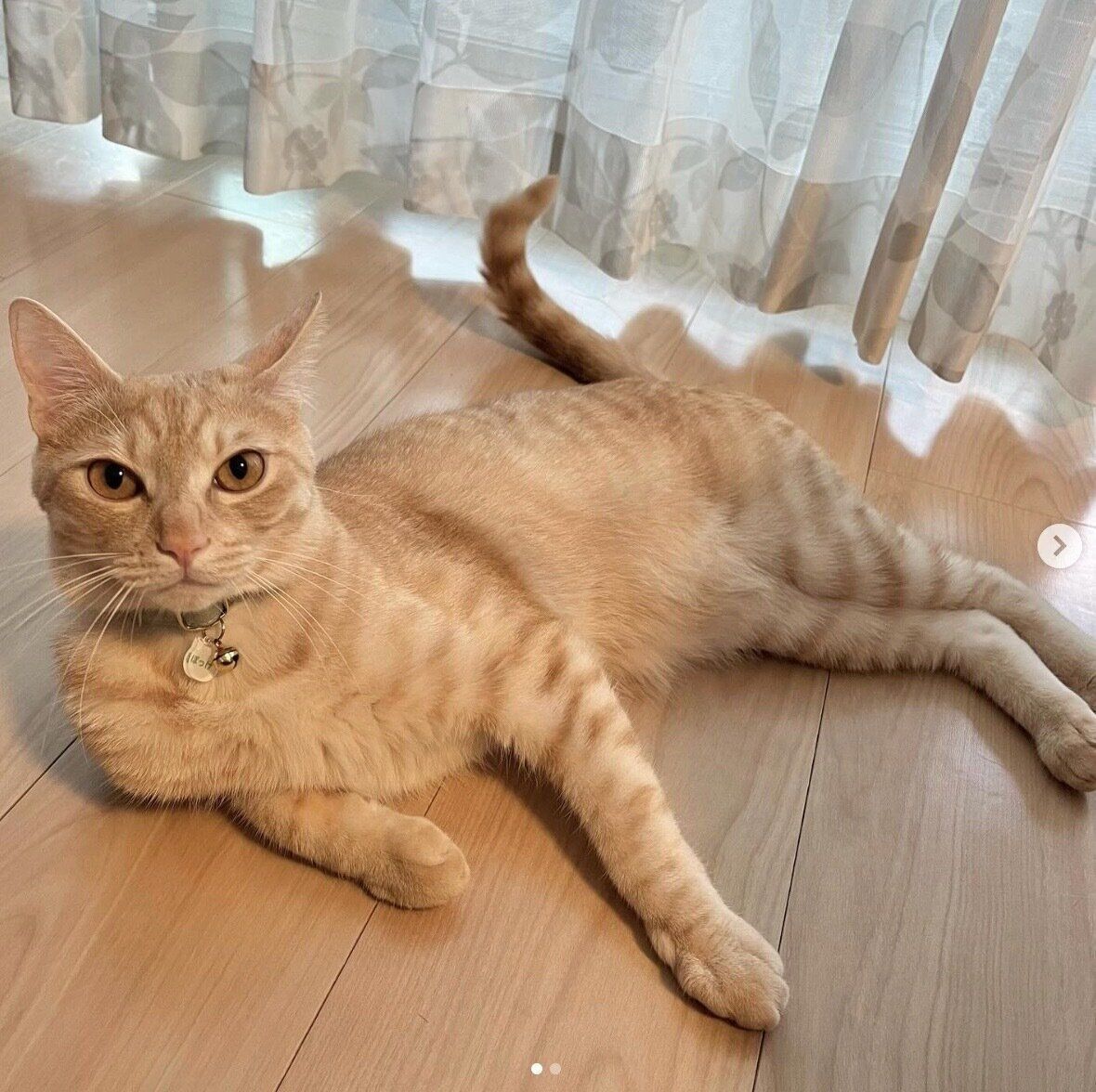 くつろぐぽっけくん