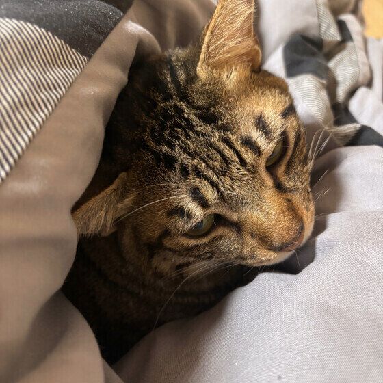 MIX　キジトラ　寅次郎  